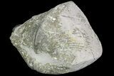Pyrite Replaced Brachiopod (Paraspirifer) - Ohio #89734-1